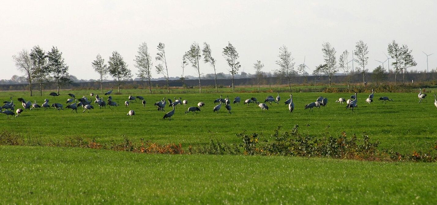 Foto Kraniche im Vehnemoor