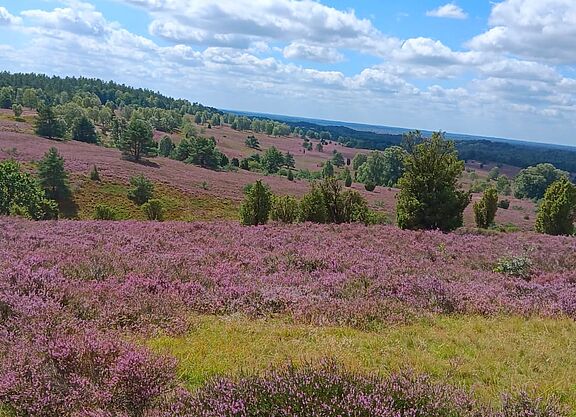Der Blick über die blühende Heide Blick über die blühende Heide